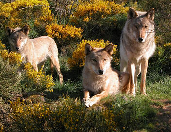 The Gévaudan wolves